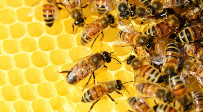 Pszczoły – ich zabijanie jest złe cz.2