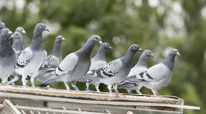 Gołębie – co mnie wnerwia?